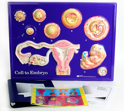 Cell To Embryo Model Activity Set 